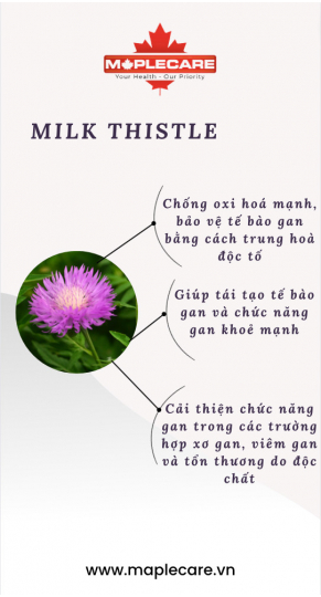 Viên uống bảo vệ hỗ trợ chức năng gan Milk Thistle 60 Silymarin 150mg