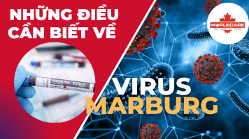 Những điều bạn cần biết về VIRUS MARBURG - Maple Care